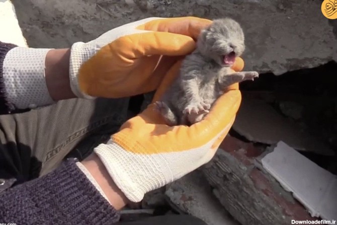 ویدئو) نجات ۵ بچه گربه تازه متولد شده از زلزله ترکیه