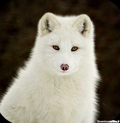 Arctic Fox Wallpaper - برنامه‌ها در Google Play
