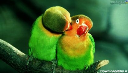 عکس عاشقانه مرغ عشق love parrots