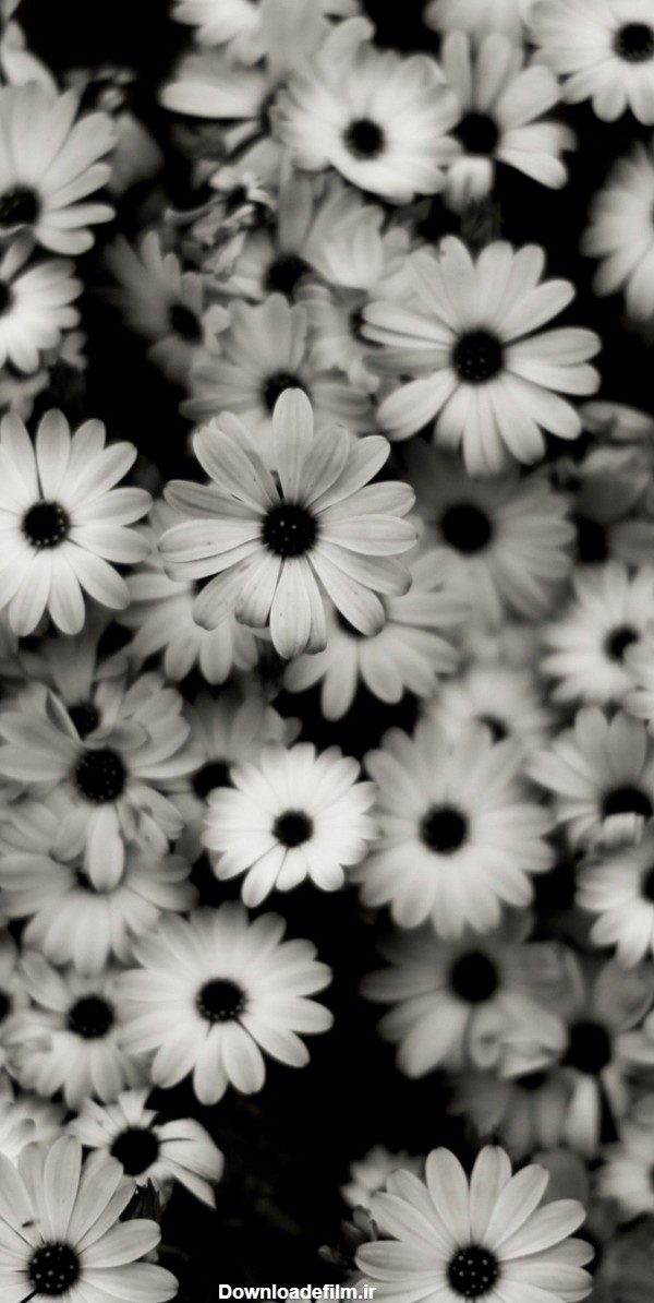 عکس زمینه سیاه وسفید «گل های سنیره» برای موبایل :: دانلود عکس پس‌زمینه