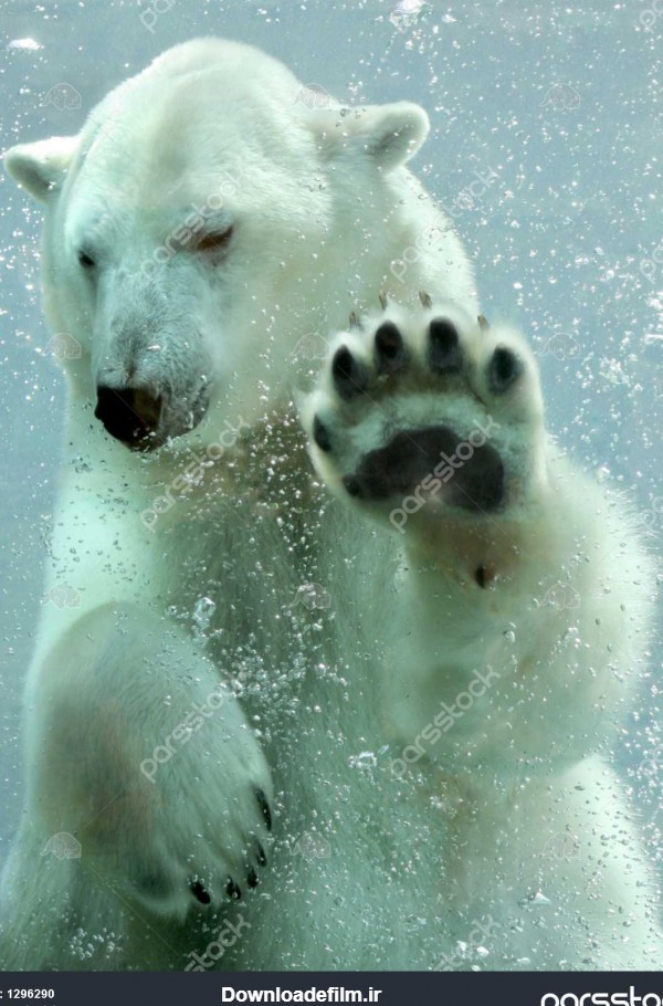 خرس قطبی در زیر آب 1296290