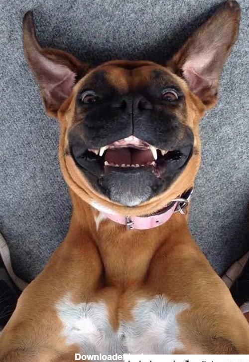 عکس حیوانات زشت وخنده دار ❤️ [ بهترین تصاویر ]