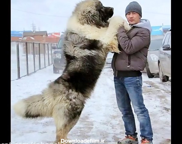 سگ چوپان قفقازی- قفقاز