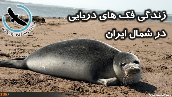 زندگی فک های دریایی در شمال ایران