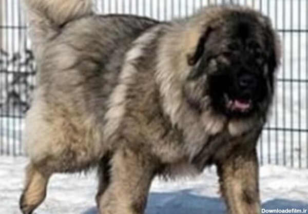 ببینید | لحظاتی ترسناک از سگ قفقازی بزرگترین سگ در دنیا