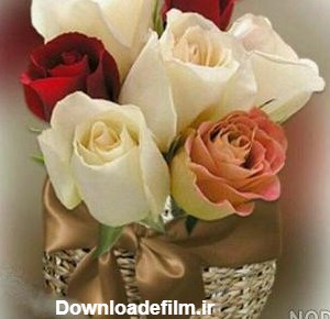 دانلود عکس گل برای پروفایل اینستاگرام - عکس نودی