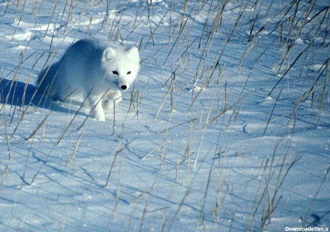 روباه قطبی» در عکس روز نشنال جئوگرافیک - تسنیم
