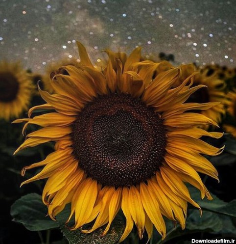 Sunflower Wallpaper HD 3D - برنامه‌ها در Google Play