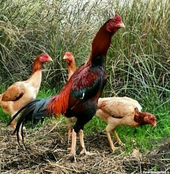 پرورش پرسود مرغ و خروس لاری و جنگی - عکس برنامه موبایلی اندروید