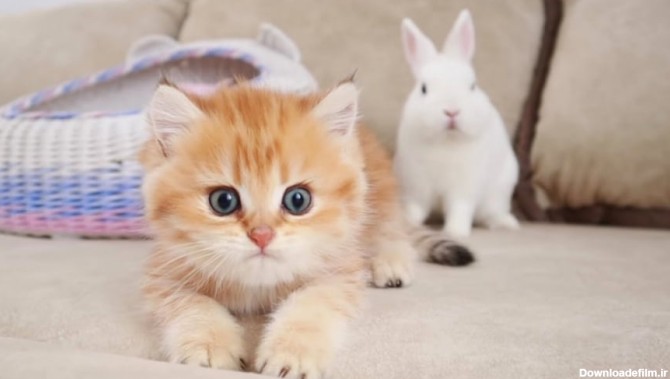 بازی و دوستی بچه گربه های خوشگل و بامزه با خرگوش های سفید