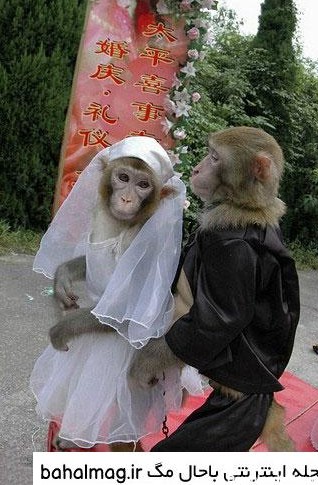 عکس میمون با لباس عروس ❤️ [ بهترین تصاویر ]