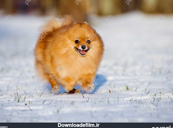 سگ اسپیتز مرتبط با گونه در حال اجرا در برف 1194621