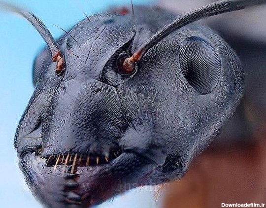مورچه ها از نمای نزدیک (عکس)