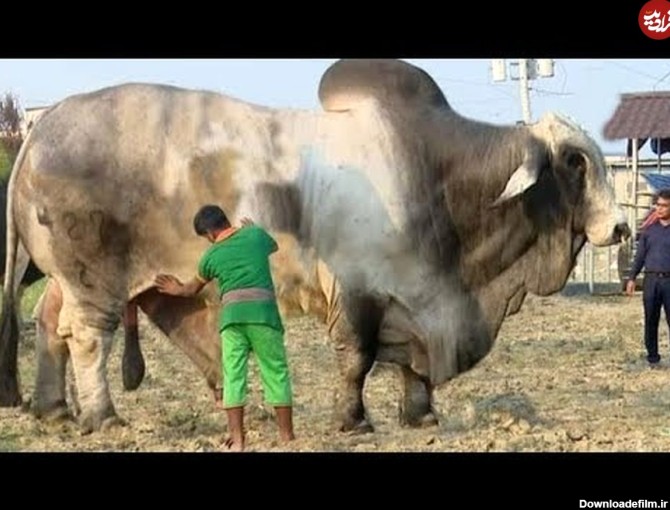 معمای تصویر یک گاو و صندوق