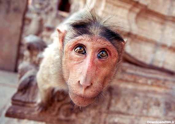 عکس از میمون های زیبا
