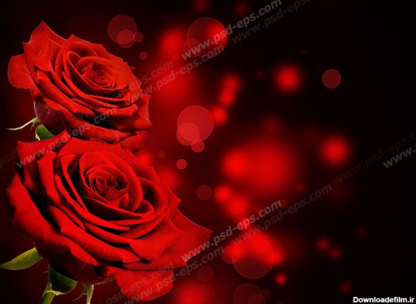 عکس با کیفیت دو شاخه گل رز قرمز با پس زمینه طراحی شده مشکی زیبا ...