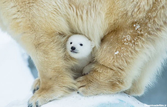 عکاسی از حیوانات: گرامیداشت روز جهانی خرس قطبی - زومیت