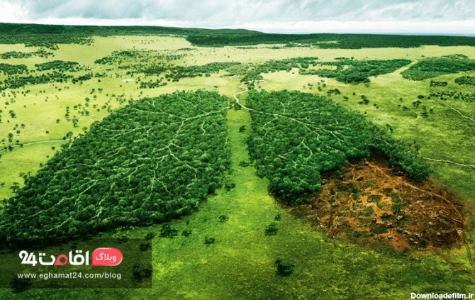 جنگل های آمازون ، ریه های زمین در حال سوختن! | وبلاگ اقامت 24