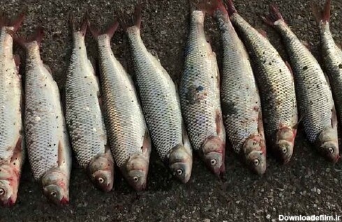 قیمت انواع ماهی/ ماهی سفید شمال چقدر چوب خورد؟ - خبرآنلاین
