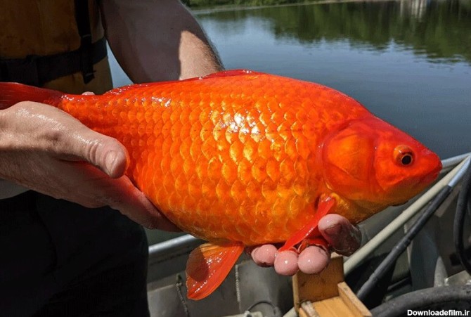 ماهی‌های قرمز چه مخاطراتی برای گونه‌های بومی دارند؟ - خبرآنلاین