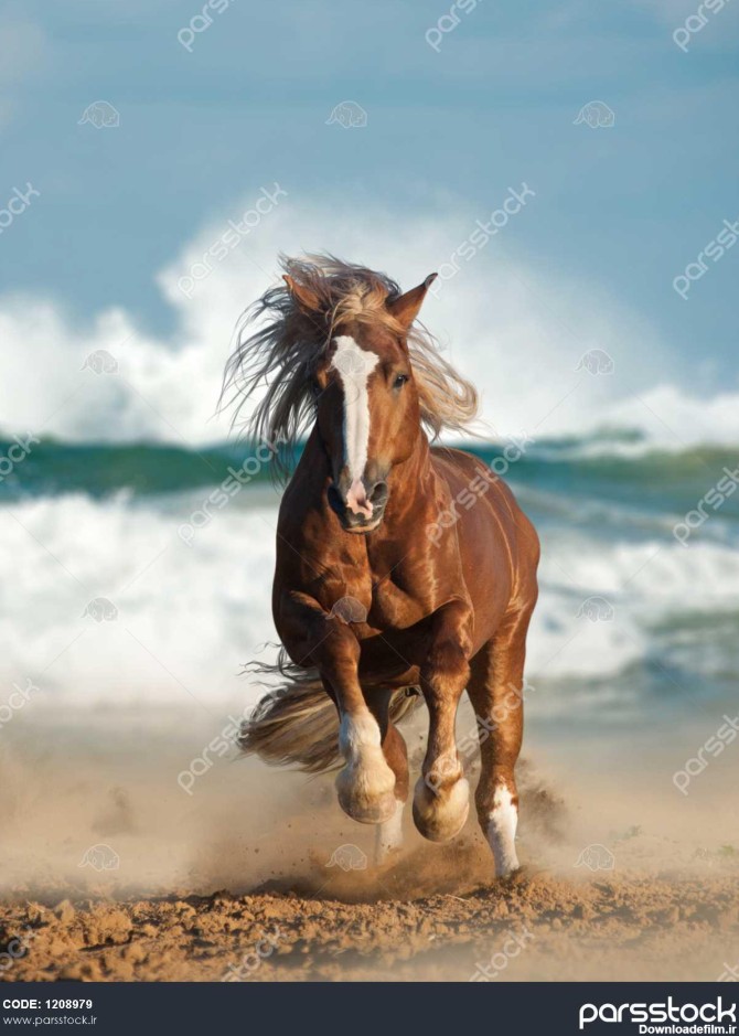 اسب شاه بلوط وحشی در حال تاختن در کنار دریا 1208979