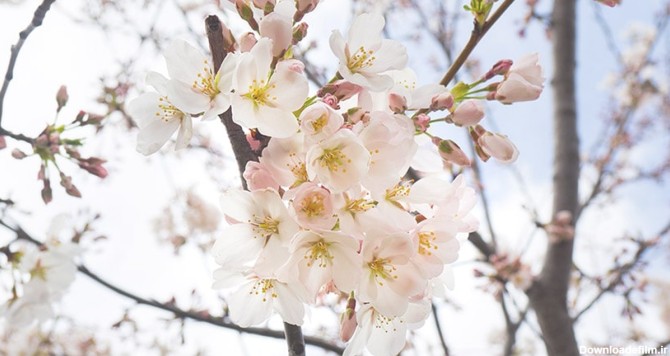 تصویر پس زمینه شکوفه درخت در فصل بهار | پیکفری