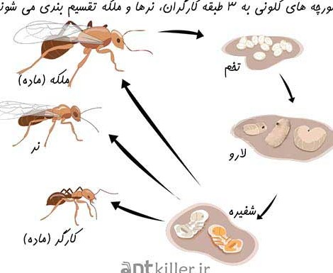 انواع مورچه ها و مشخصات ظاهری آن ها - مورچه | قوی ترین سم ریشه کنی ...