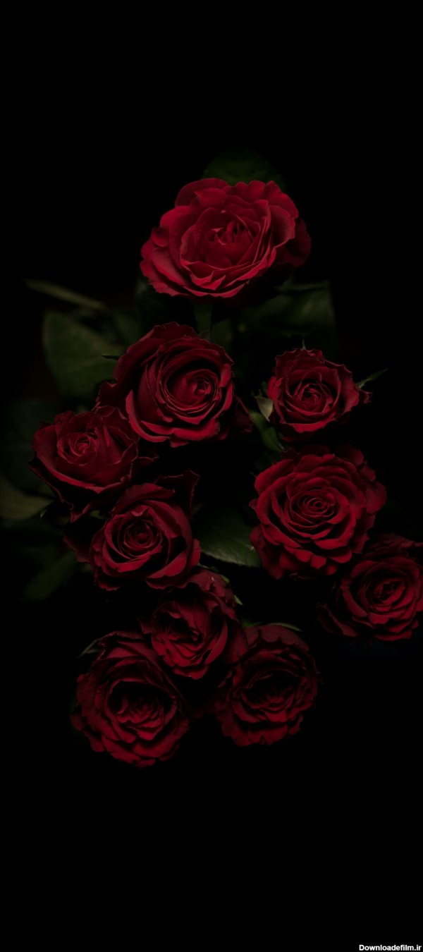 عکس گل رز برای صفحه گوشی