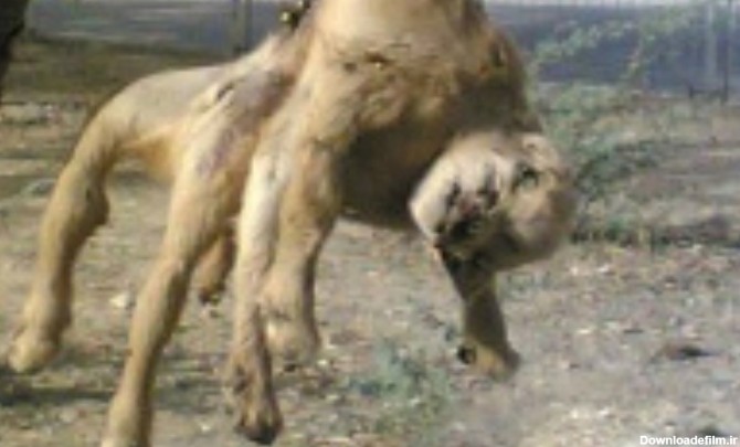 حیوان عجیب الخلقه در بوشهر + تصویر