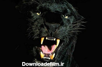 عکس نعره پلنگ سیاه black panther pictures