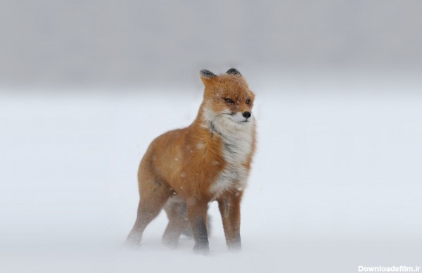 تصویر روباه وحشی در هوای برفی و کولاک شدید