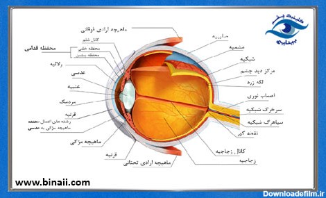 آناتومی چشم و ساختار عملکردی آن