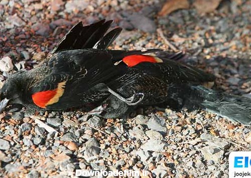 آشنایی با مهمترین دلایل مرگ ناگهانی پرندگان | وب سایت جوجه کشی دات کام
