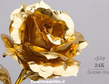 گل رز طلایی | دکوری