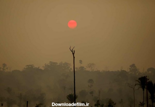 عکس روز: جنگل سوخته - همشهری آنلاین