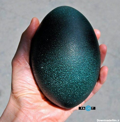 تخم شترمرغ استرالیایی (+عکس)