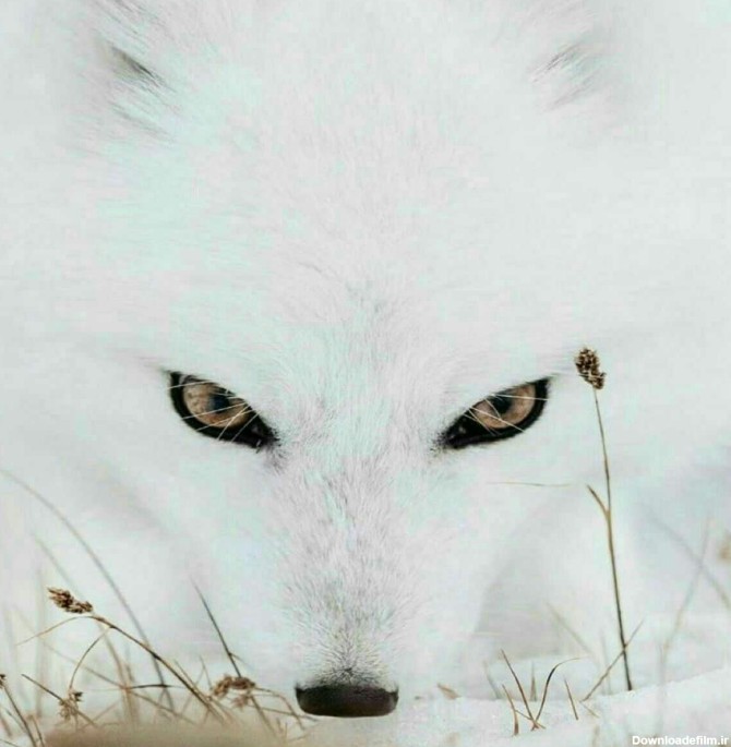تصویر دیدنی از یک روباه قطبی 😍 - عکس ویسگون