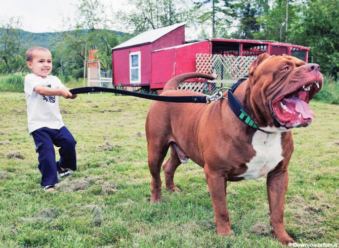 تصاویر | این سگ حرف می‌زند | مشهورترین سگ‌های تاریخ را بشناسید | از سگ فوتبالیست تا سگی با دومتر قد!