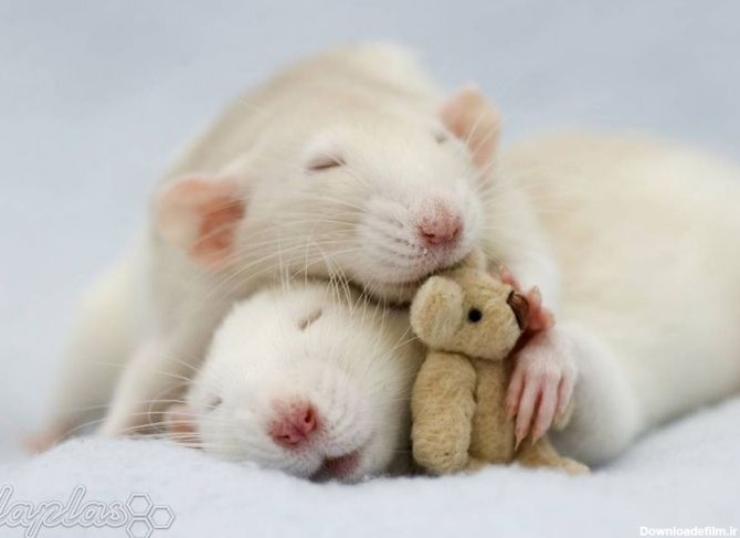 آخرین خبر | عکس/ تصاویر بامزه و دوست داشتنی از موش‌های خانگی