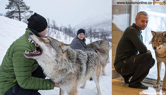 مهربان ترین گرگ های دنیا!