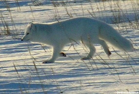 روباه قطبی(تصاویر)