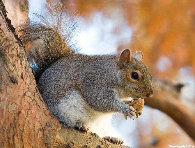 78 عدد تصویر زمینه سنجاب (Squirrels)