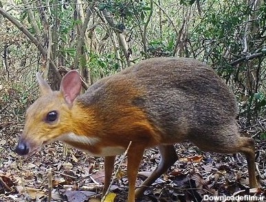 کشف «موش آهوی پشت نقره‌ای ویتنامی» که تصور می‌شد منقرض شده است