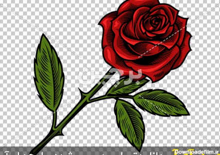 Borchin-ir-single-beautiful-red-rose یک شاخه گل رز زیبا png2