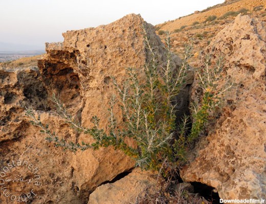 چند تصویر از طبیعت جهرم