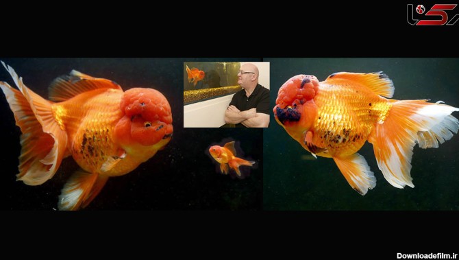 عجیب ترین ماهی قرمز / این ماهی چند می ارزد؟ + عکس
