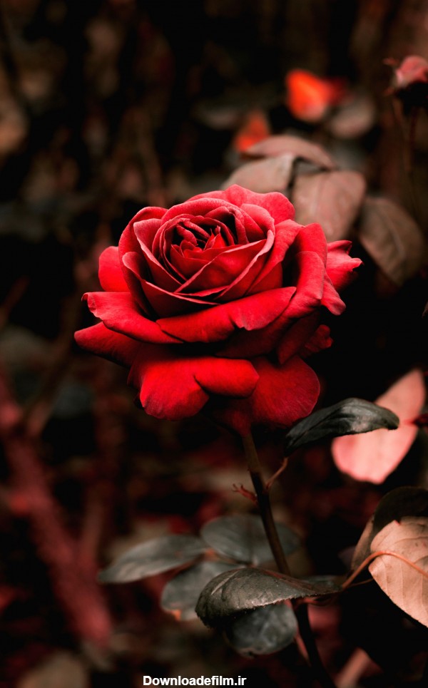 عکس گل رز قرمز برای تصویر زمینه گوشی