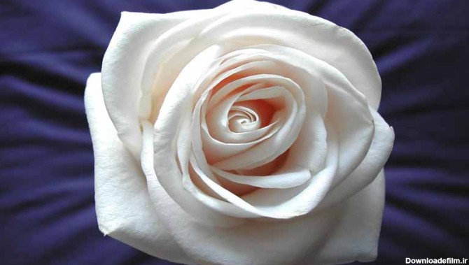 دانلود عکس گل رز سفید از نمای نزدیک | تیک طرح مرجع گرافیک ایران