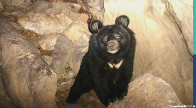 تولید رده سلولی شناسنامه‌دار از گونه در معرض خطر انقراض خرس سیاه ...