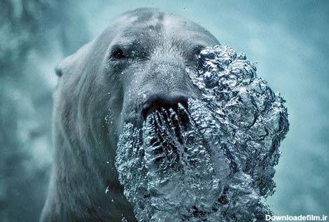 عکس های ناب دیدنی از خرس های قطبی و جنگلی